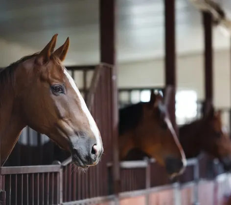 Horses standing in stable next to each other